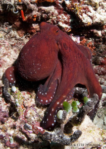 Octopus by Bea & Stef Primatesta 